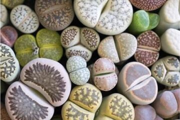 Lithops pseudotruncatella mit dem Wirkstoff Nectaria Lithops