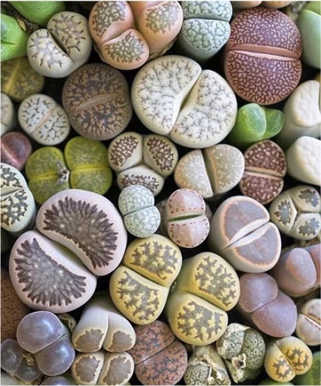 Lithops pseudotruncatella mit dem Wirkstoff Nectaria Lithops