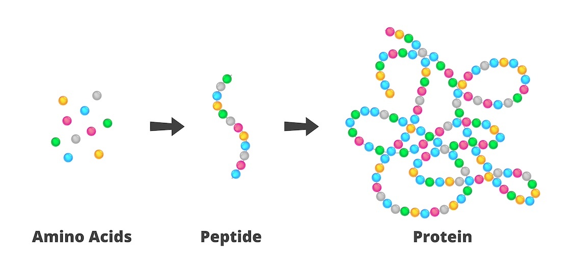 Aus Aminosäuren und Peptiden werden Proteine