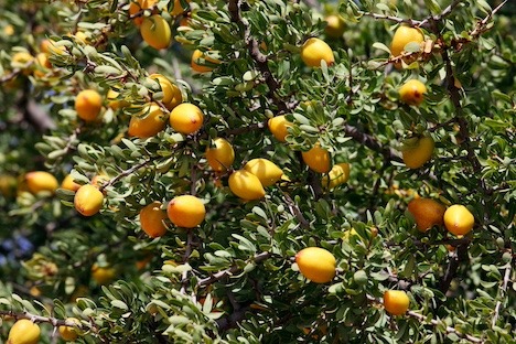 Die Früchte des Arganbaums, aus denen Arganöl gewonnen wird